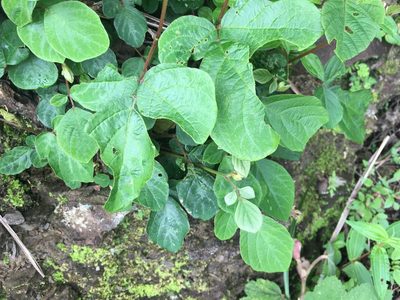 Puhuaea sequax, photographed by Tatsutomo Chin
