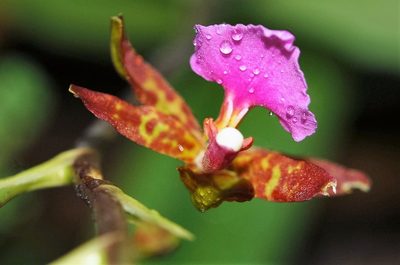 Rhynchostele bictoniensis, photographed by Neptalí Ramírez Marcial