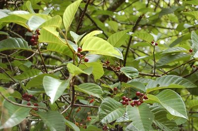 Frangula capreifolia, photographed by Neptalí Ramírez Marcial