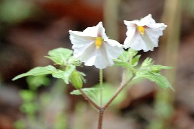 Lycianthes ciliolata, photographed by Neptalí Ramírez Marcial