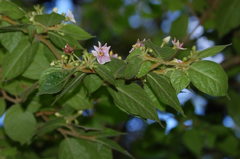Lycianthes breedlovei, photographed by Neptalí Ramírez Marcial