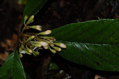 Styrax magnus, photographed by Neptalí Ramírez Marcial