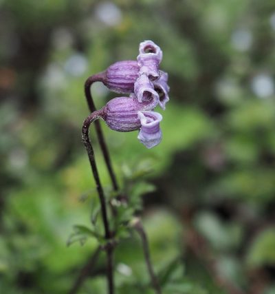 Clematis tsugetorum, photographed by Cynthia Su