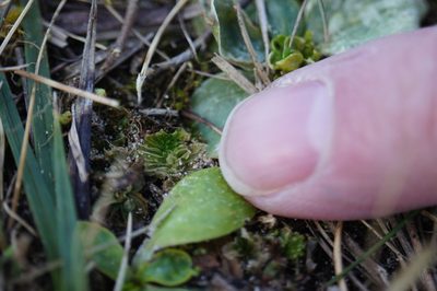 Petalophyllum ralfsii, photographed by Dan Wrench
