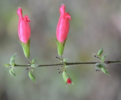 Salvia karwinskii, photographed by Neptalí Ramírez Marcial