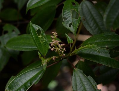 Miconia glaberrima, photographed by Neptalí Ramírez Marcial