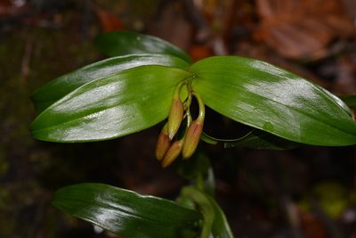 Epidendrum eximium, photographed by Neptalí Ramírez Marcial
