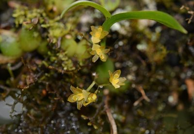 Rhynchostele pygmaea, photographed by Neptalí Ramírez Marcial