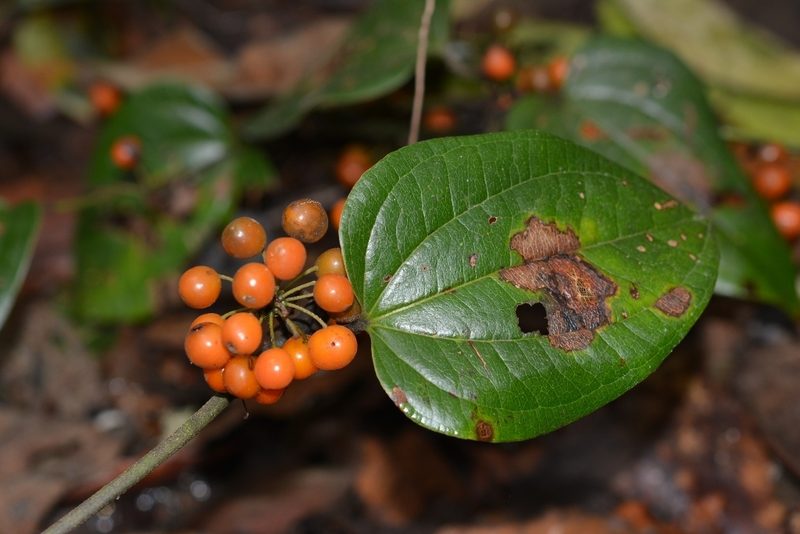 Smilax subpubescens, photographed by Neptalí Ramírez Marcial