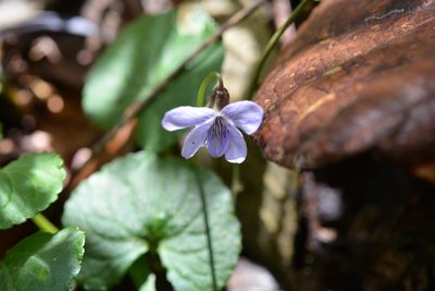 Viola nannei, photographed by Neptalí Ramírez Marcial