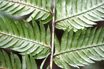 Woodwardia spinulosa, photographed by Neptalí Ramírez Marcial