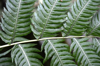 Woodwardia spinulosa, photographed by Neptalí Ramírez Marcial