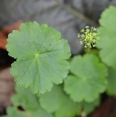 Hydrocotyle mexicana, photographed by Neptalí Ramírez Marcial