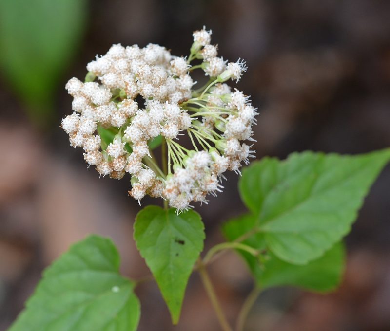 Ageratina mairetiana, photographed by Neptalí Ramírez Marcial