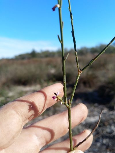 Muraltia striata, photographed by Jacques van der Merwe