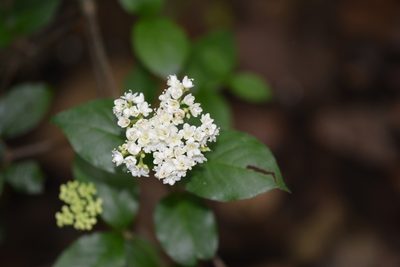 Viburnum lautum, photographed by Neptalí Ramírez Marcial