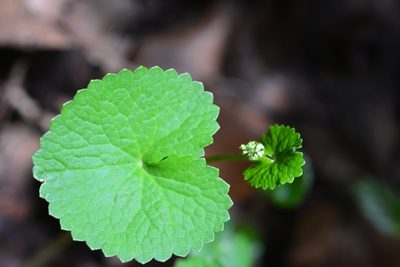 Micropleura renifolia, photographed by Neptalí Ramírez Marcial