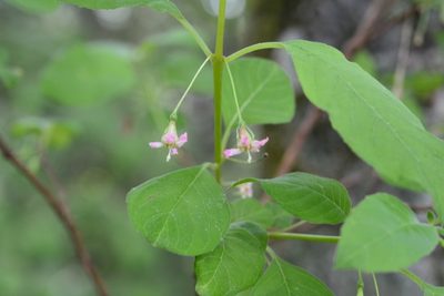 Fuchsia encliandra, photographed by Neptalí Ramírez Marcial