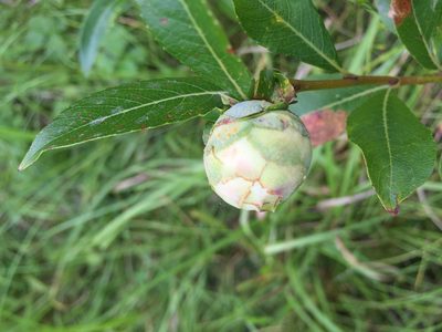 Salix pulchra, photographed by Jason Grant