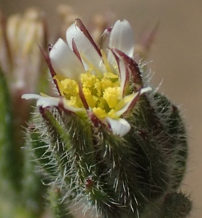 Amellus microglossus, photographed by Nicola van Berkel