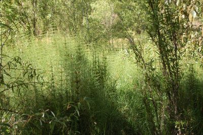 Equisetum myriochaetum, photographed by Neptalí Ramírez Marcial