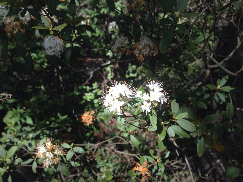 Rhododendron micranthum, photographed by Kim, Hyun-tae