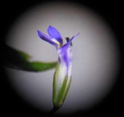 Lobelia longicaulis, photographed by Neptalí Ramírez Marcial