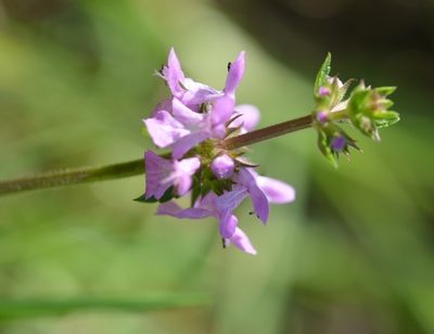 Stachys harleyana, photographed by Neptalí Ramírez Marcial