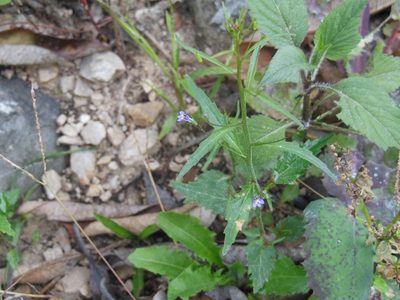 Lobelia longicaulis, photographed by Neptalí Ramírez Marcial