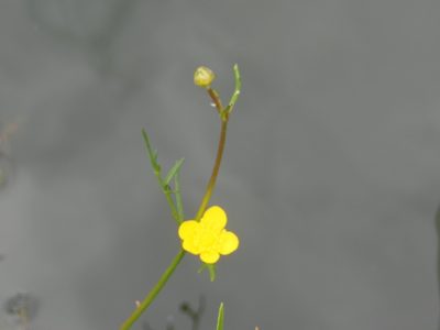 Ranunculus pilosus, photographed by Neptalí Ramírez Marcial