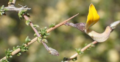 Aspalathus pulicifolia, photographed by Nicola van Berkel