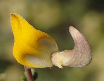 Aspalathus pulicifolia, photographed by Nicola van Berkel
