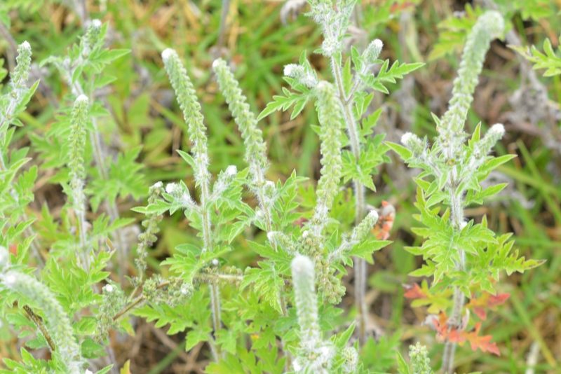 Ambrosia peruviana, photographed by Neptalí Ramírez Marcial