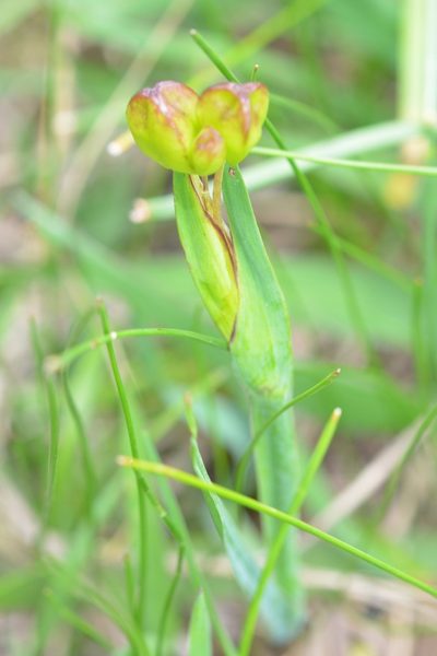 Sisyrinchium angustissimum, photographed by Neptalí Ramírez Marcial