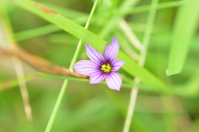 Sisyrinchium scabrum, photographed by Neptalí Ramírez Marcial