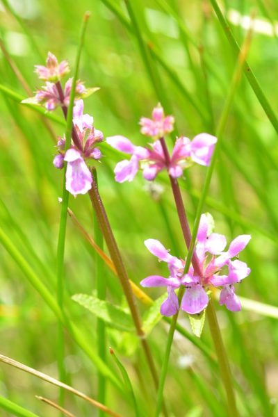 Stachys harleyana, photographed by Neptalí Ramírez Marcial