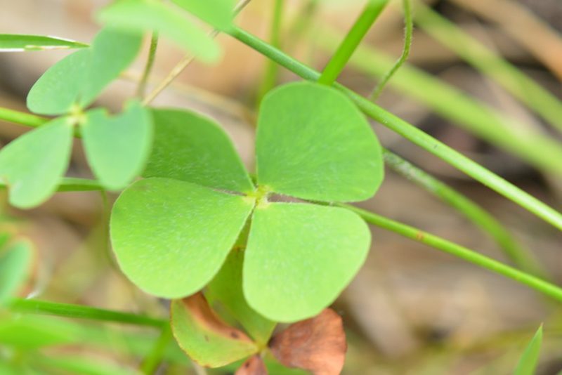 Marsilea mollis, photographed by Neptalí Ramírez Marcial