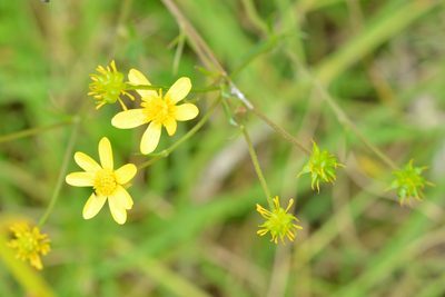 Ranunculus petiolaris, photographed by Neptalí Ramírez Marcial