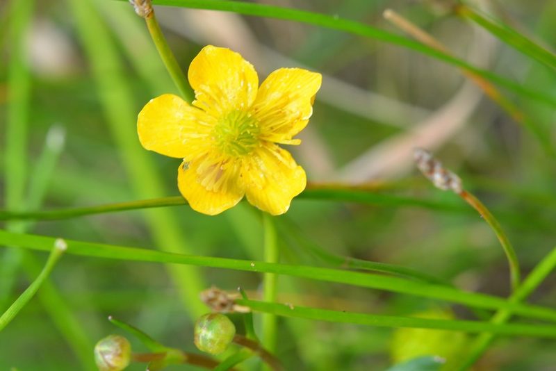 Ranunculus pilosus, photographed by Neptalí Ramírez Marcial