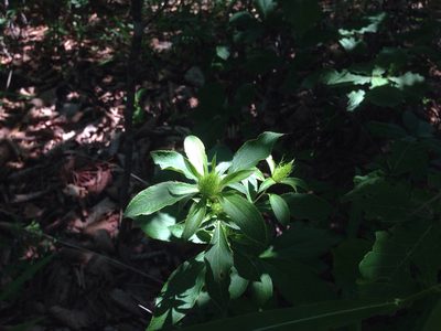 Atractylodes lancea, photographed by Kim, Hyun-tae