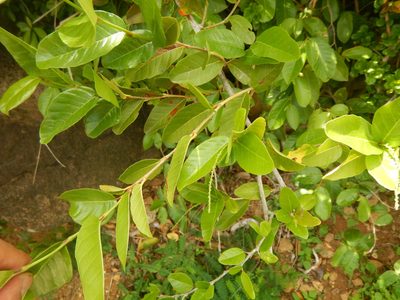Coccoloba microstachya, photographed by stinger
