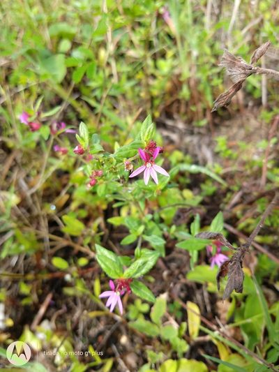 Cuphea campestris, photographed by Matthew Berigan
