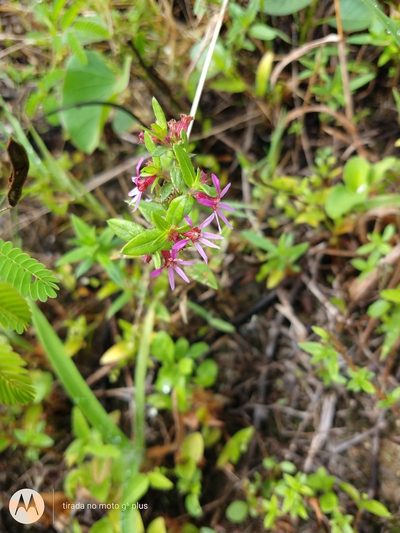 Cuphea campestris, photographed by Matthew Berigan