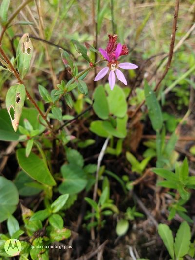 Cuphea campestris, photographed by Matthew Berigan
