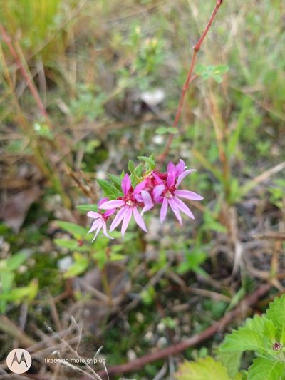 Cuphea campestris, photographed by Matthew Berigan
