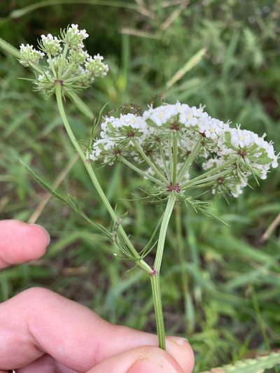 Daucosma laciniata, photographed by Casey Cowan