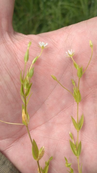 Stellaria crassifolia, photographed by Sigitas Juzėnas