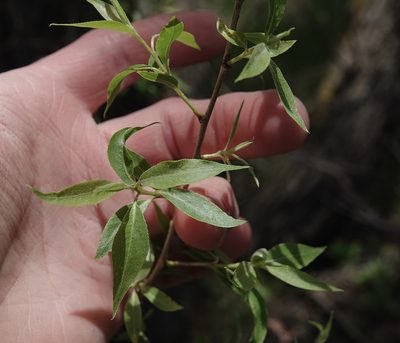 Salix amygdaloides, photographed by Colin Croft