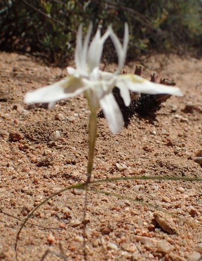 Moraea filicaulis, photographed by Nicola van Berkel
