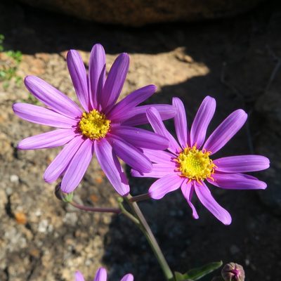 Othonna rosea, photographed by Kevin Murray